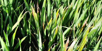 Apparition des symptômes JNO sur blé tendre